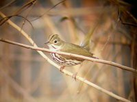 Ovenbird